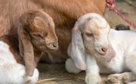 ଦାମୀ କାରରେ ଆସି ଛେଳି ଚୋରି