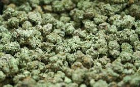 ଗଞ୍ଜେଇ ବେପାରରେ ଲାଗୁନି ବ୍ରେକ୍‌ 