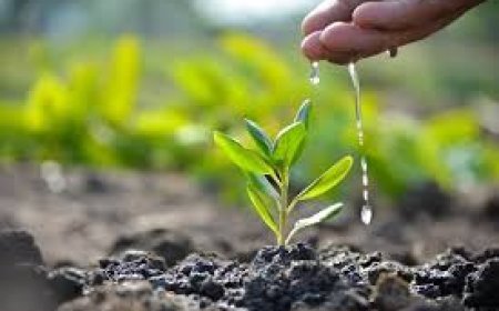 ବିଧାୟକଙ୍କ ଘର ପାଇଁ କଟିଛି ୭୨୧ଗଛ