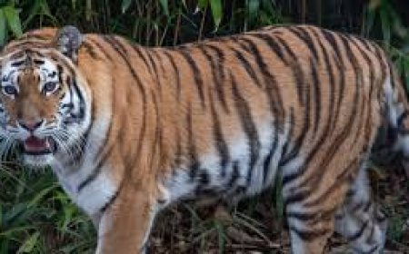 ରିଆମାଳରେ ମହାବଳ ବାଘ ଆତଙ୍କ : ଭୟରେ ଲୋକେ