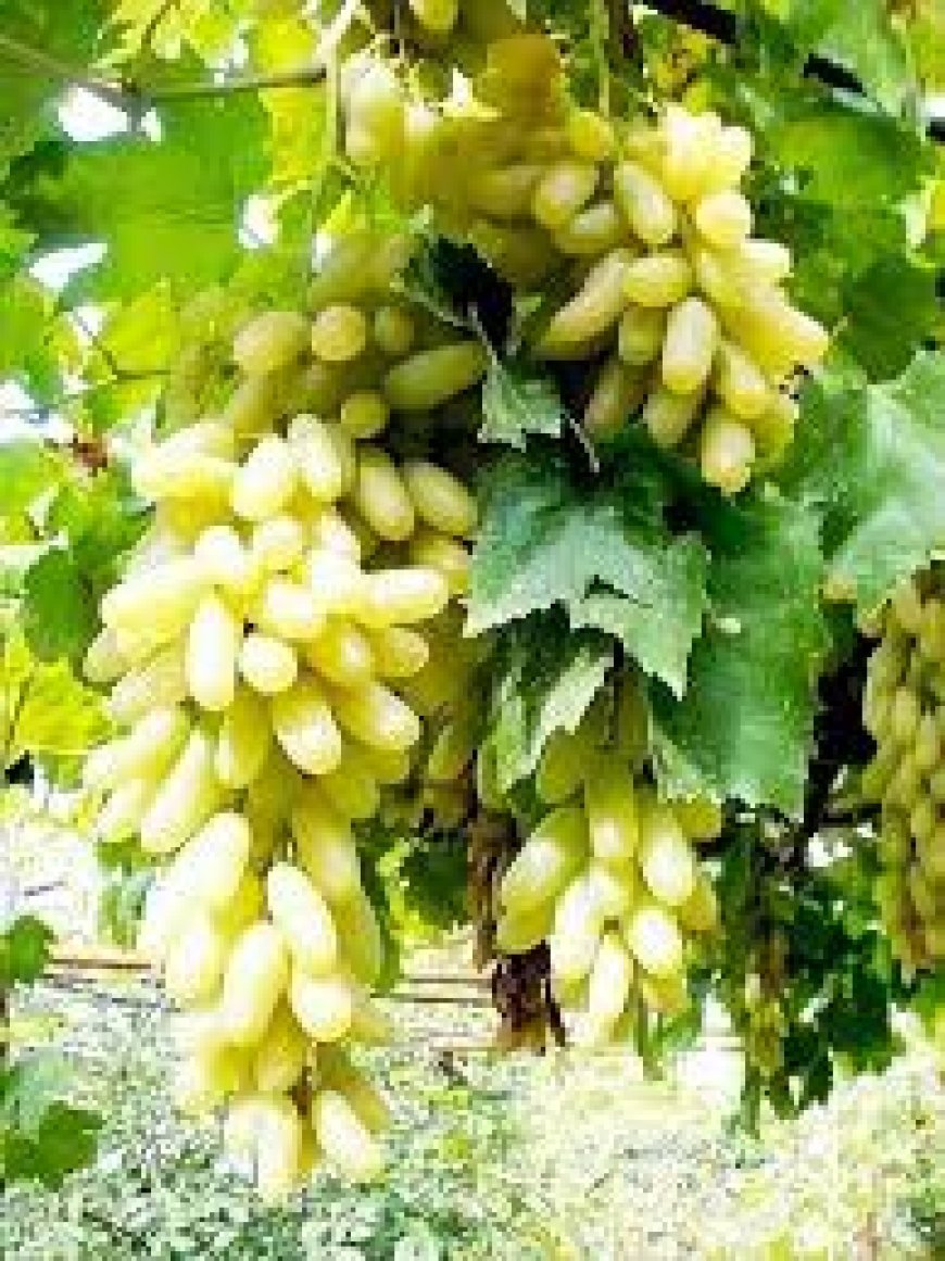 ଅଙ୍ଗୁର ବୃଦ୍ଧି କରେ ରୋଗ ପ୍ରତିରୋଧକ ଶକ୍ତି