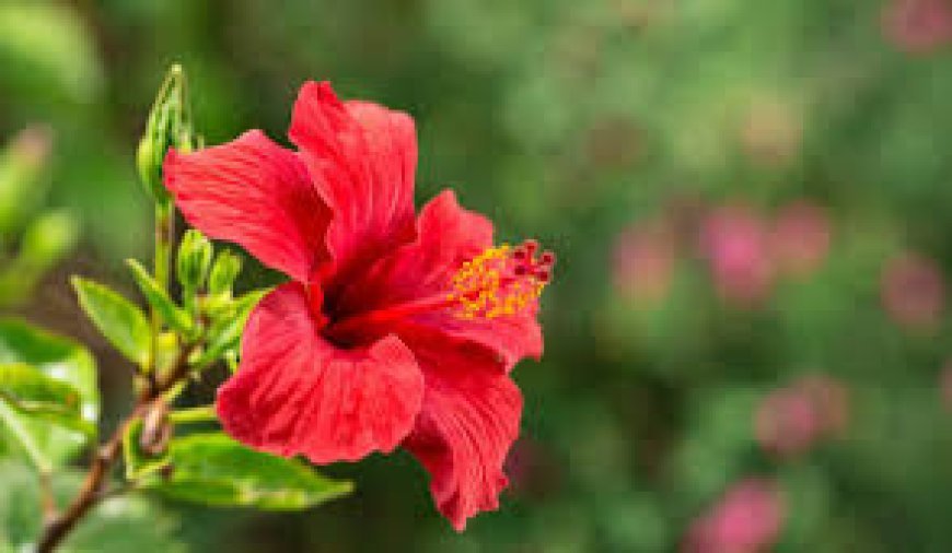 ରାଜଧାନୀରେ ମହିଳାଙ୍କୁ ବିଧା ଗାଇଠା