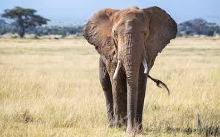 ରିଆମାଳ ବନାଞ୍ଚଳରୁ ଦନ୍ତା ହାତୀର ମୃତହେହ ଉଦ୍ଧାର :  ମୃତ୍ୟୁର କାରଣ ଅସ୍ପଷ୍ଟ