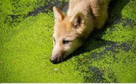 ଡ୍ରେନରୁ ବିଲୁଆ ଉଦ୍ଧାର