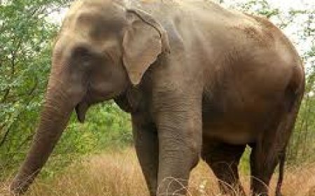 ପୁଣି ହାତୀ ନେଲା ଜୀବନ