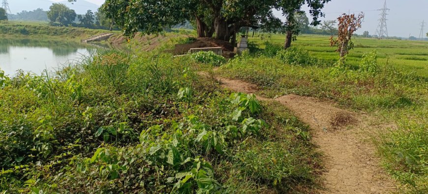 ଠିକାଦାର ଛୁ... ଅଧାରହିଲା ପୋଖରୀ ପୁନରୁଦ୍ଧାର କାର୍ଯ୍ୟ