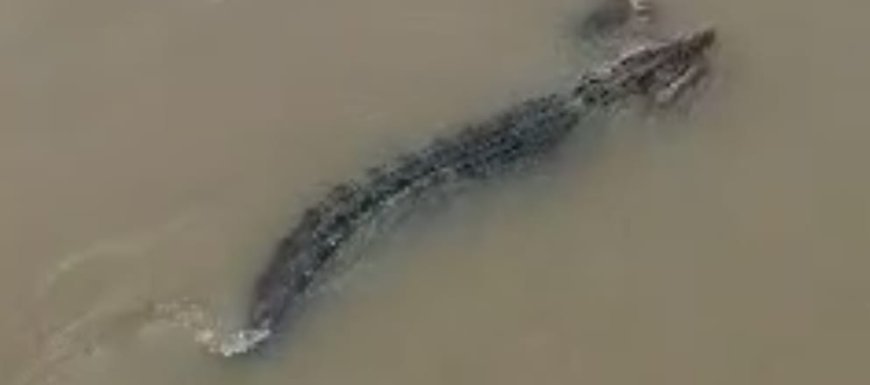 ବିପଦପୂର୍ଣ୍ଣ ଖରସ୍ରୋତା ନଦୀ : କୁମ୍ଭୀର ମୁହଁରୁ ଅଳ୍ପକେ ବର୍ତ୍ତିଲେ ଯୁବକ