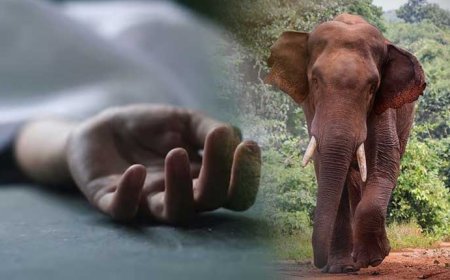 ଭାଇ ସାମ୍ନାରେ ଚାଲିଗଲା ଭାଇ  : ଶିଶୁକୁ କଚାଡ଼ି  ଦେଲା ହାତୀ