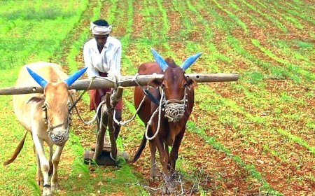 କ୍ରୁଶବିଦ୍ଧ କୃଷିସଂସ୍କୃତି