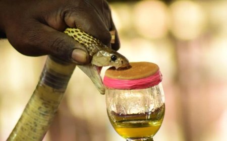 ୮୦ କୋଟିର ସାପ ବିଷ ଜବତ