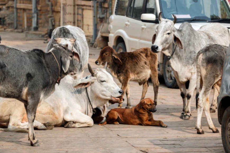 ରାସ୍ତାରୁ ହଟିବେ ବୁଲା କୁକୁର ଓ ଗାଇଗୋରୁ