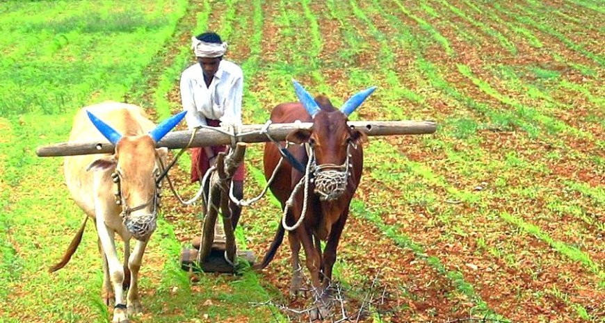 କ୍ରୁଶବିଦ୍ଧ କୃଷିସଂସ୍କୃତି