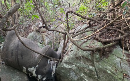 ପୁଣି କୁଳଡିହା ଅଭୟାରଣ୍ୟରେ ହାତୀ ମୃତ୍ୟୁ