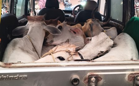 ସୁକିନ୍ଦା ଛକରୁ ଗୋରୁ ବୋଝେଇ ବୋଲେରୋ ଗାଡ଼ି ଜବତ