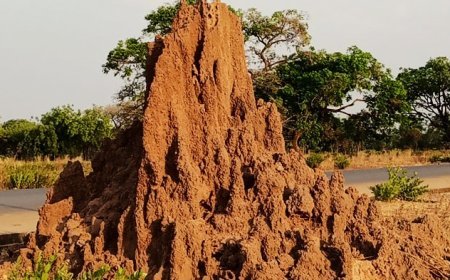 ଏସିଆର ଉଇହୁଙ୍କାରେ ଓଁକାର