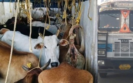 ଗୋରୁ ବୋଝେଇ କଣ୍ଟେନର ଜବତ