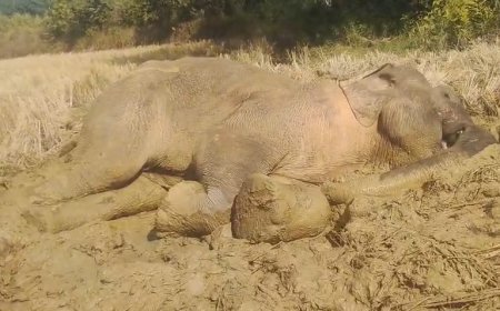 ସଙ୍କଟାପନ୍ନ ଅବସ୍ଥାରେ ମାଖନାର ସ୍ୱାସ୍ଥ୍ୟବସ୍ଥା