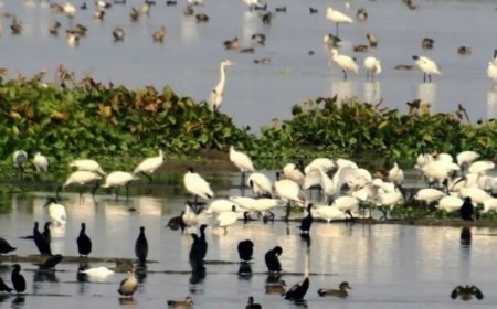 ଆସନ୍ତା ୬ ତାରଖରୁ ରାଜ୍ୟରେ ହେବ ପକ୍ଷୀ ଗଣନା 