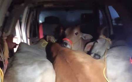 ସଫାରୀ ଗାଡିରୁ ଗୋରୁ ଜବତ;ଚାଳକ ଅଟକ