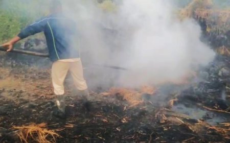 ବିଦ୍ୟୁତ୍‌ ତାର ଛିଡି ଯିବାରୁ ଜଳିଗଲା ଧାନ 