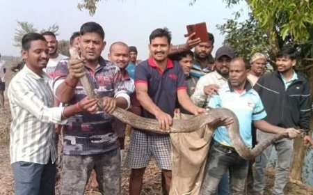 ଫାର୍ମ ହାଉସରୁ ଅଜଗର ଉଦ୍ଧାର