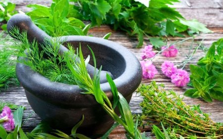 ଔଷଧୀୟ ଉଦ୍ଭିଦର ସୁରକ୍ଷା