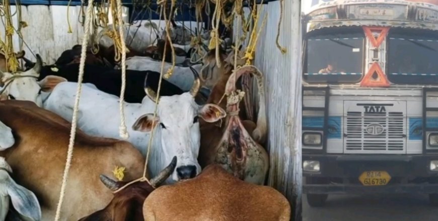 ଗୋରୁ ବୋଝେଇ କଣ୍ଟେନର ଜବତ