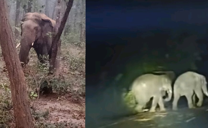 ନୀଳଗିରିକୁ ପଶିଲେ ଝାଡଖଣ୍ଡୀ ହାତୀପଲ