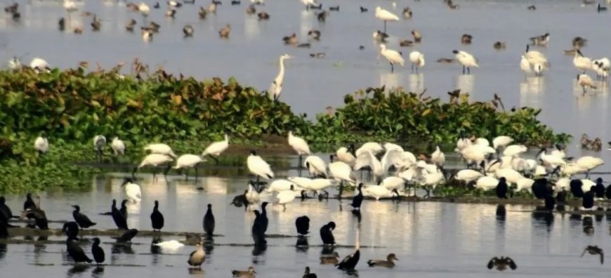 ଆସନ୍ତା ୬ ତାରଖରୁ ରାଜ୍ୟରେ ହେବ ପକ୍ଷୀ ଗଣନା 