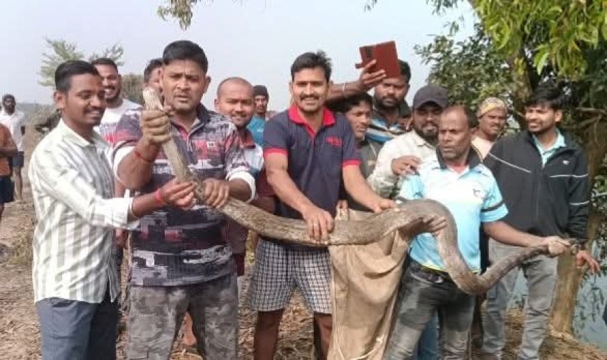 ଫାର୍ମ ହାଉସରୁ ଅଜଗର ଉଦ୍ଧାର