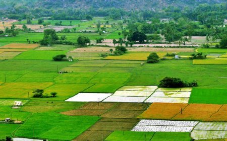 ୨୫ ଲକ୍ଷ ପ୍ଲଟର ସରିଲାଣି ସର୍ଭେ : ଯାଞ୍ଚ ପରେ ଚାଷୀଙ୍କୁ ଦିଆଯାଉଛି ଟୋକନ 