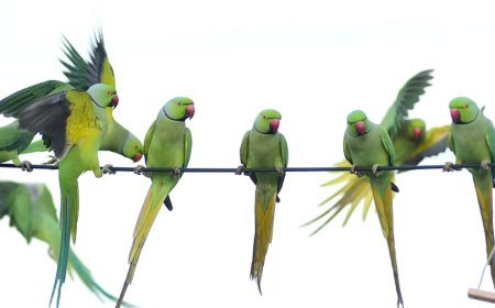 ବିଷାକ୍ତ ଖାଦ୍ୟ ଖାଇ  ୨ ଶହ ଶୁଆଙ୍କ ମୃତ୍ୟୁ 