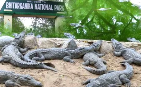 ପର୍ଯ୍ୟଟକଙ୍କ ପାଇଁ ୩ ଦିନ ଭିତରକନିକା ବନ୍ଦ 