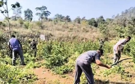 ୨୮ ଲକ୍ଷ ଟଙ୍କାର ଗଞ୍ଜେଇ ନଷ୍ଟ କଲା ପୁଲିସ