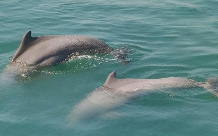 ଆସନ୍ତା କାଲିଠାରୁ ହେବ ଡଲଫିନ୍‌ ଗଣନା