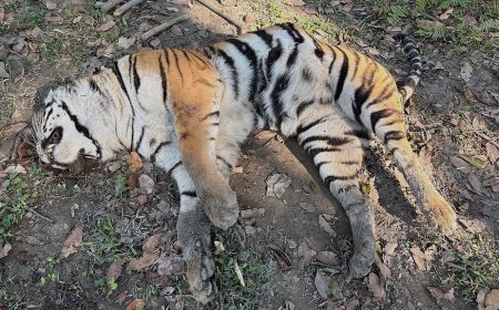 କାଜିରଙ୍ଗାରେ ଗଲାଣି ୩ ମହାବଳଙ୍କ ଜୀବନ