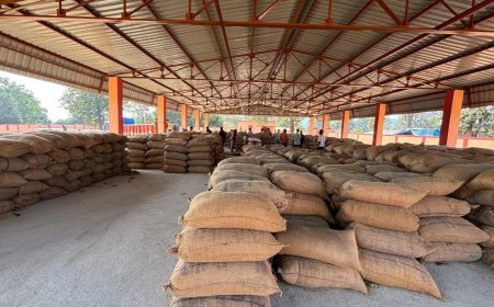 ଧାନ କିଣାରେ ଅଚଳାବସ୍ଥା : ମଣ୍ଡିରେ ପଡ଼ିଛି ଶହ ଶହ ଧାନ ବସ୍ତା 