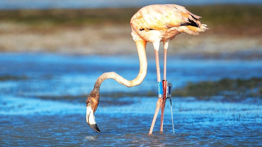 ପକ୍ଷୀଙ୍କ ଗୋଡରେ ଲାଗିବ ଟ୍ରାନ୍ସମିଟର : ମନ୍ତ୍ରୀ 