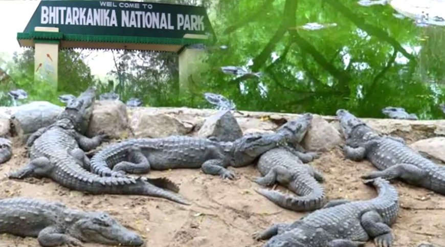 ପର୍ଯ୍ୟଟକଙ୍କ ପାଇଁ ୩ ଦିନ ଭିତରକନିକା ବନ୍ଦ 