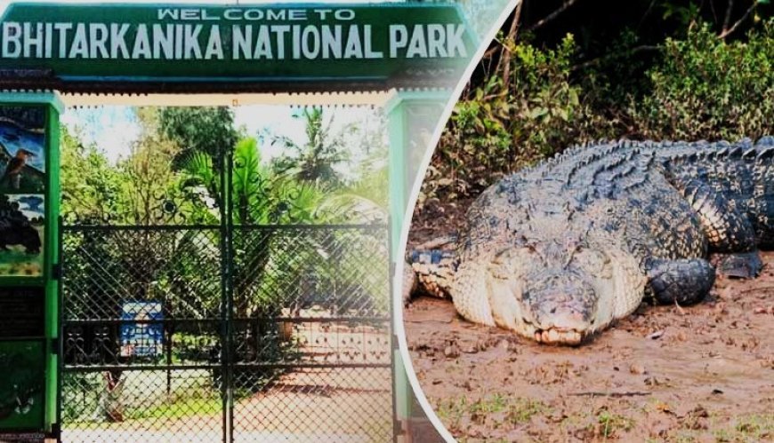 ଭିତରକନିକାରେ ବଢିଲା କୁମ୍ଭୀର ସଂଖ୍ୟା