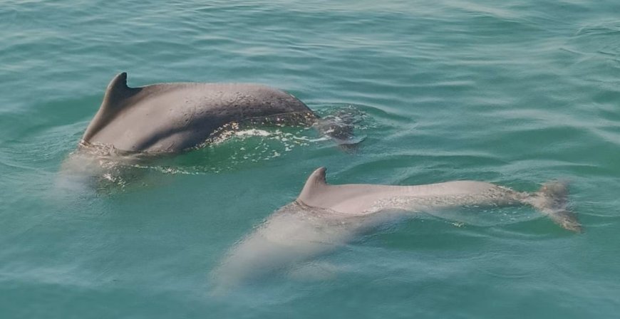 ଆସନ୍ତା କାଲିଠାରୁ ହେବ ଡଲଫିନ୍‌ ଗଣନା